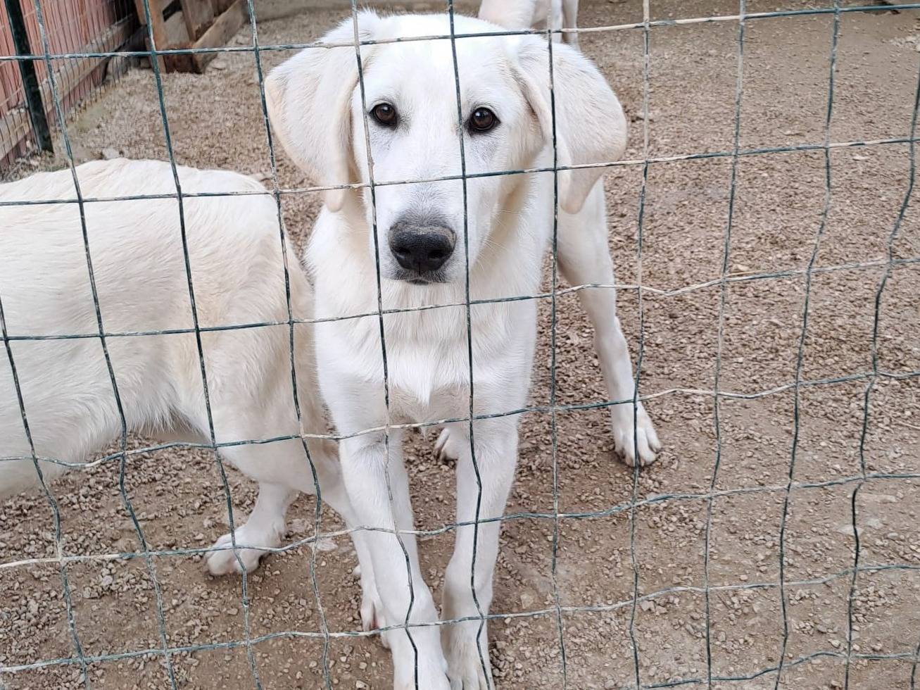 Vuoi adottare un cane a Frosinone?