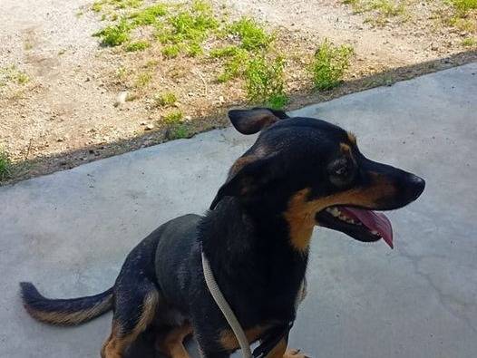 Adotta un cane, maschio, 3 anni  e 3 mesi , Cuneo
