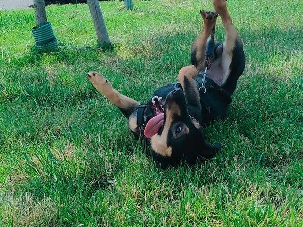 Adotta un cane, taglia piccola, maschio, Cuneo