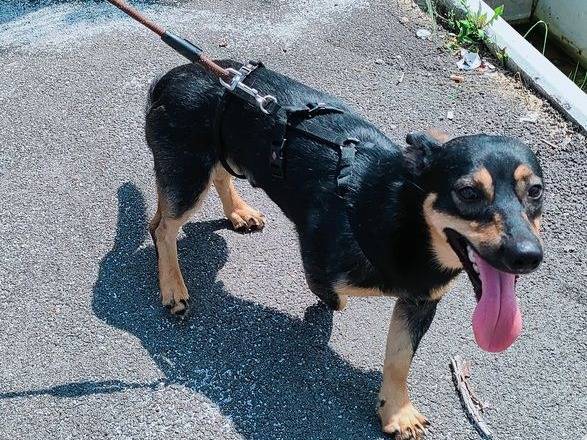 Vuoi adottare un cane a Cuneo?