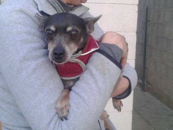 Adotta un cane, taglia piccola, maschio, Cuneo