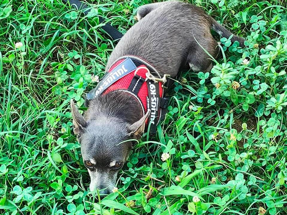 Vuoi adottare un cane a Cuneo?