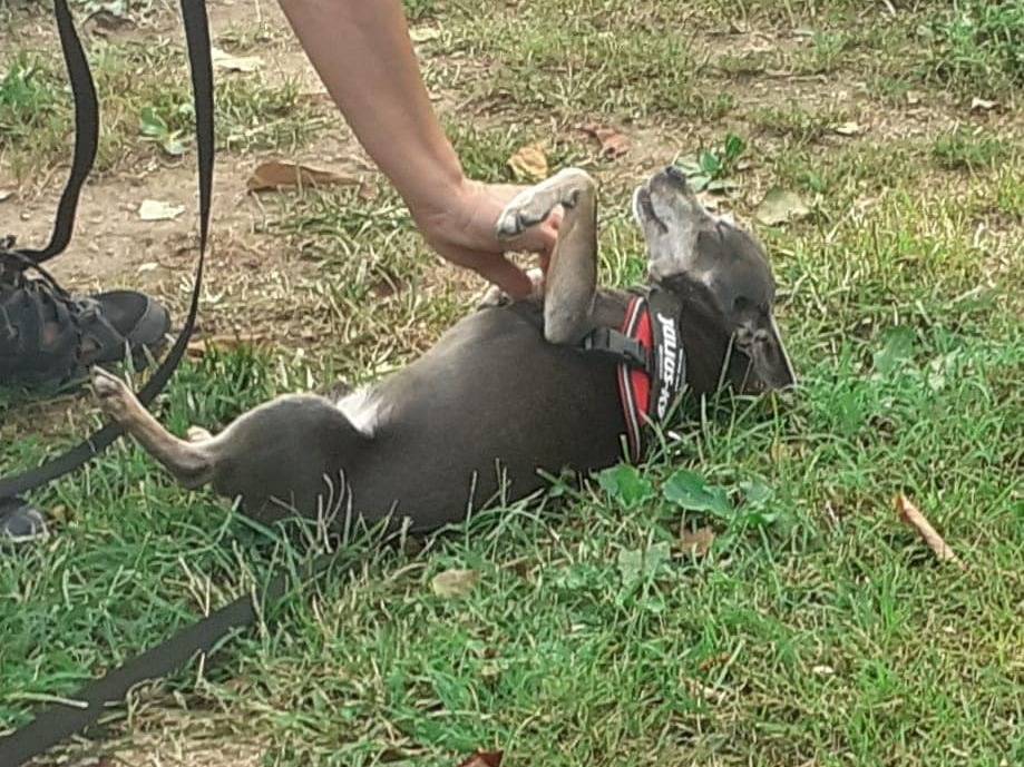 Adotta il cane Nespola a Cuneo