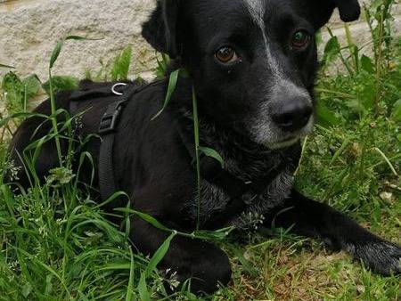 Adotta un cane, femmina, 5 anni  e 9 mesi , Cuneo