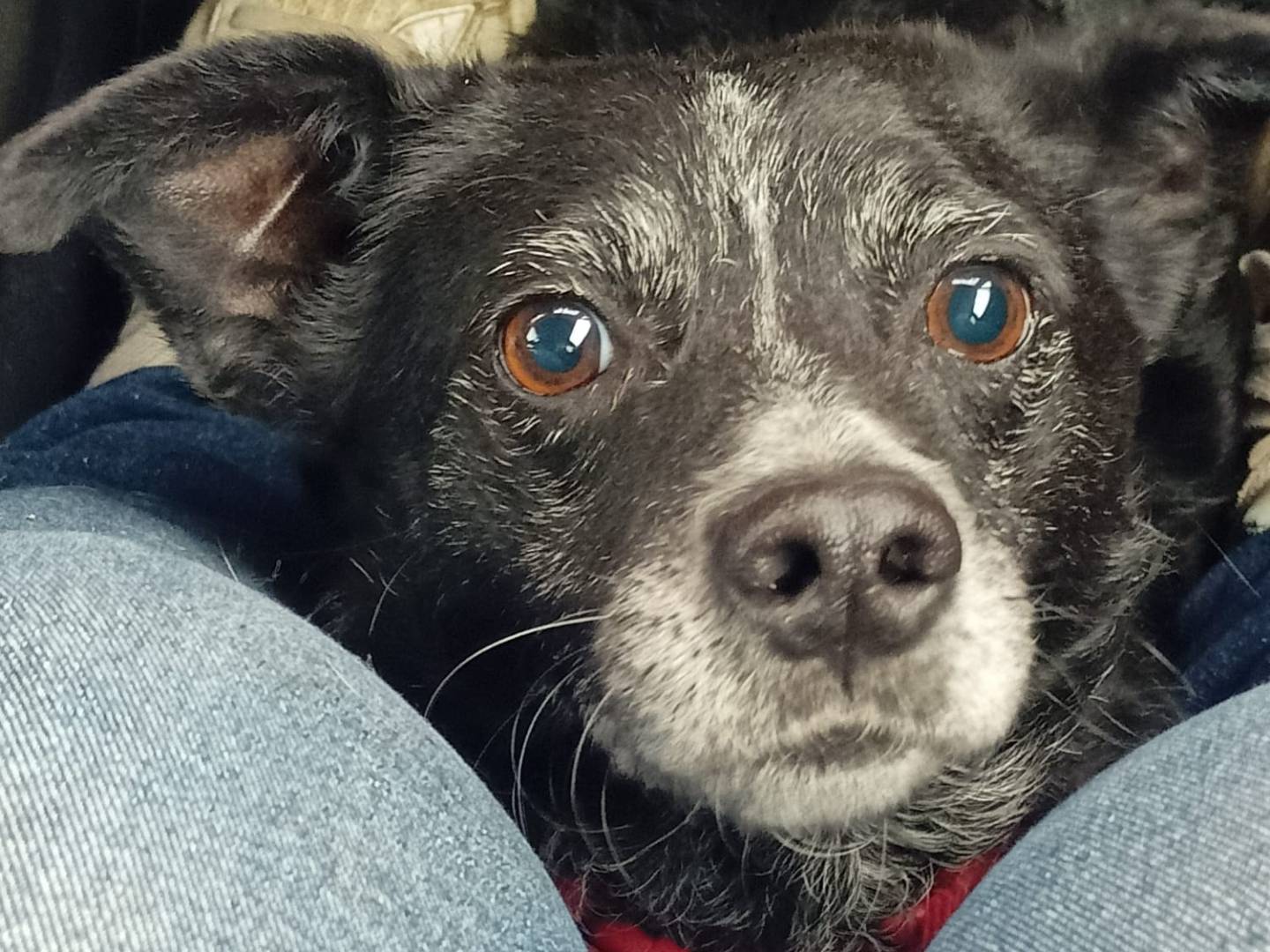 Adotta un cane, taglia media contenuta, femmina, Cuneo