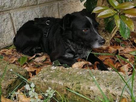 Vuoi adottare un cane a Cuneo?