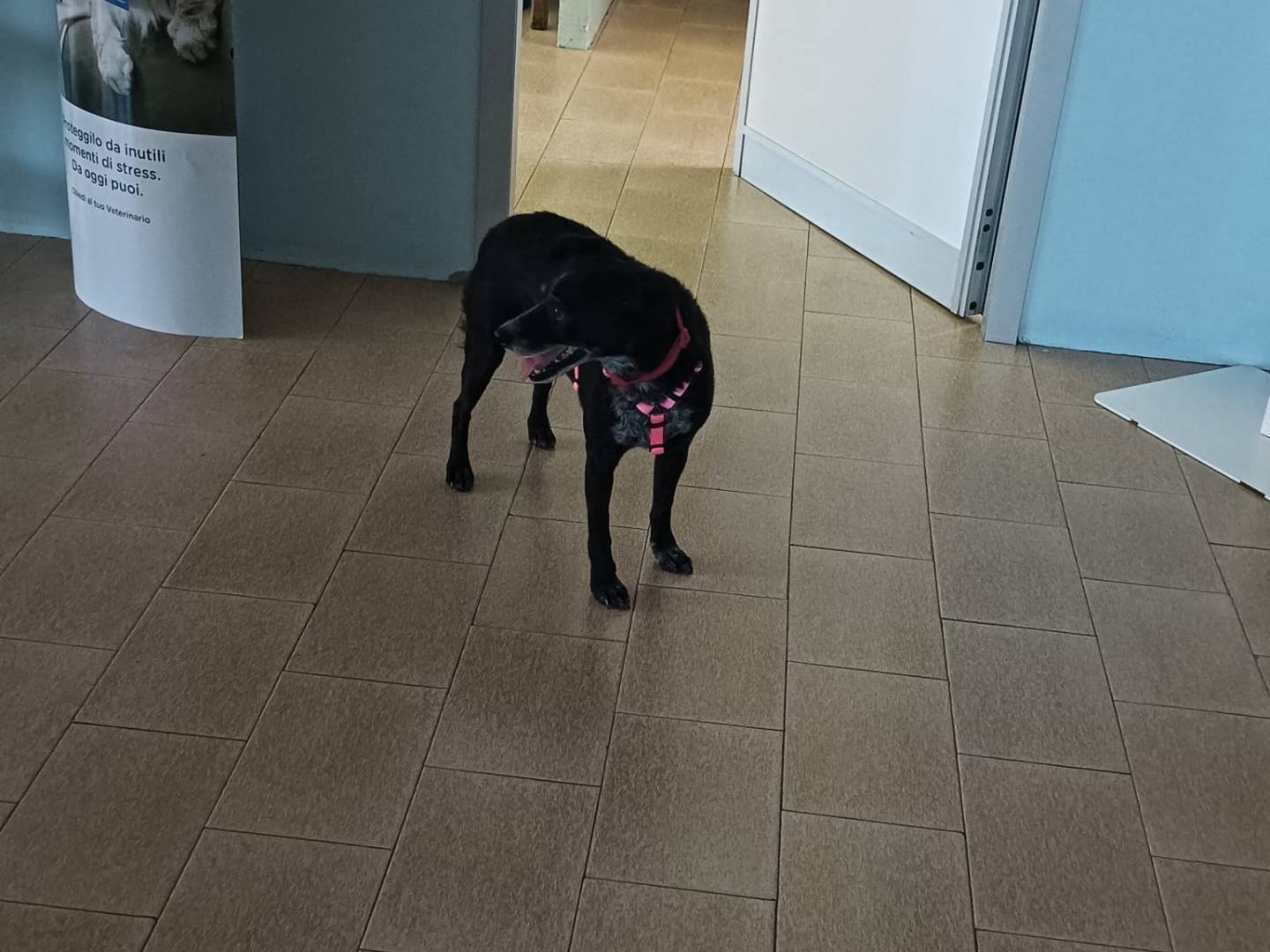 Adotta il cane Natalie a Cuneo