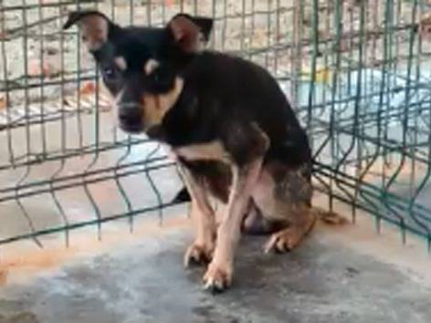 Adozione cane, maschio, Razza sconosciuta Razza sconosciuta, 1 anno e 5 mesi , taglia piccola, Cuneo