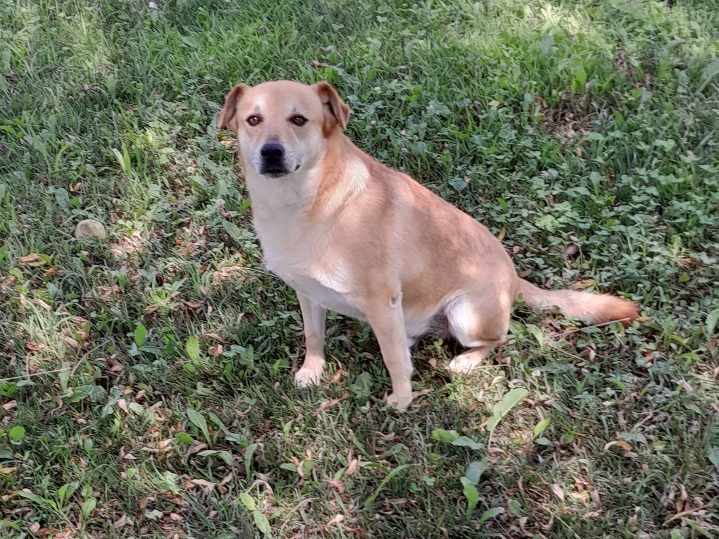 Adotta un cane, maschio, 6 anni  e 6 mesi , Cuneo