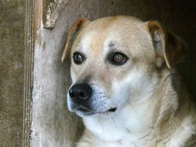 Vuoi adottare un cane a Cuneo?