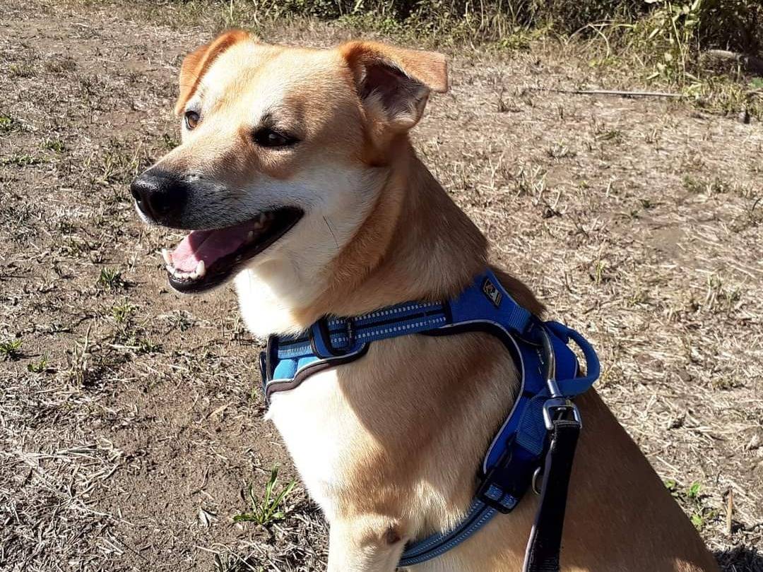 Adotta il cane Birki a Cuneo