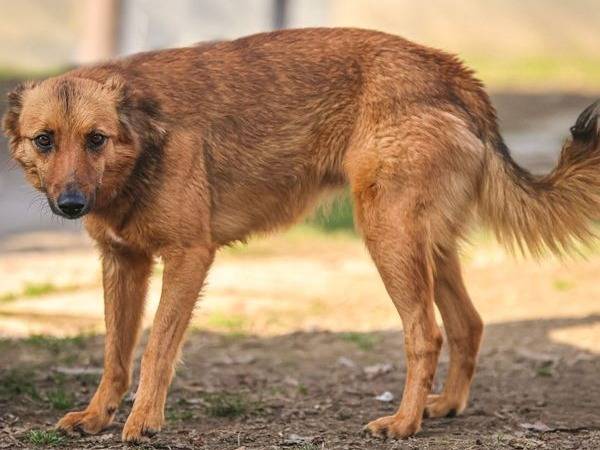 Adotta un cane, femmina, 4 anni  e 6 mesi , Cuneo