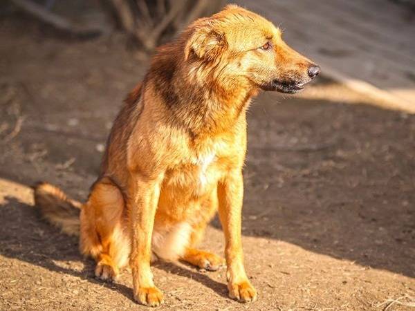 Vuoi adottare un cane a Cuneo?