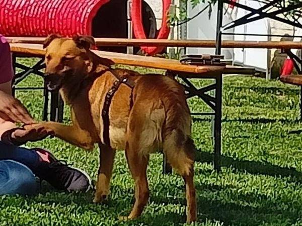 Adotta il cane Galatea a Cuneo