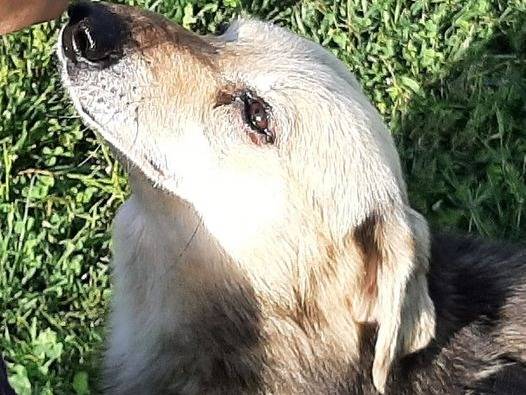 Adotta un cane, maschio, 9 anni  e 9 mesi , Cuneo