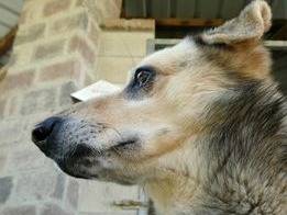 Adotta un cane, taglia media, maschio, Cuneo