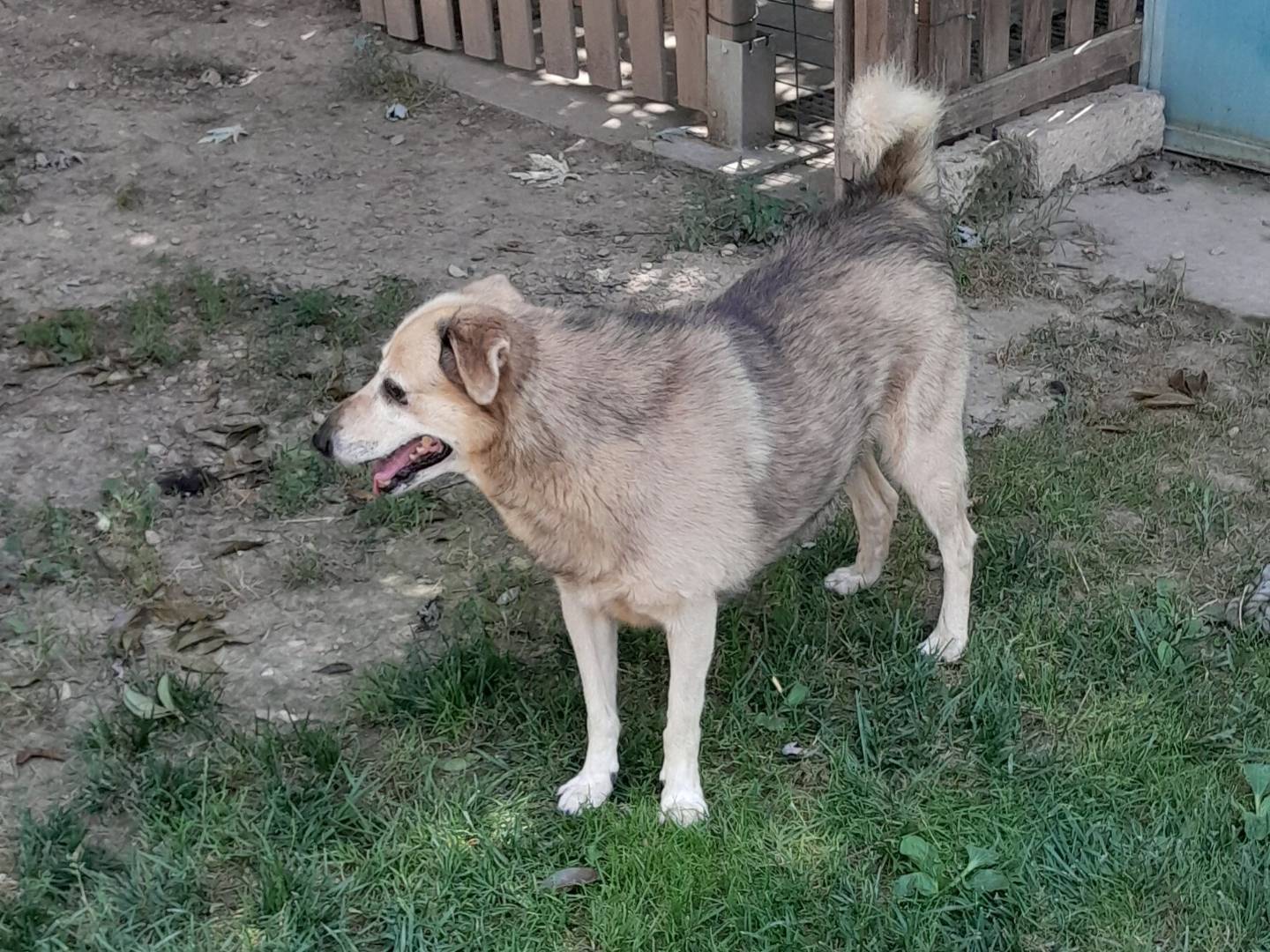 Vuoi adottare un cane a Cuneo?