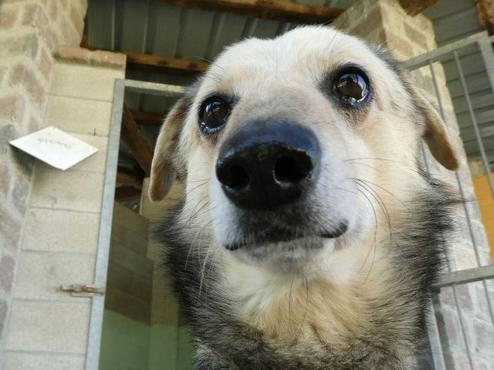 Adotta il cane Pippo a Cuneo