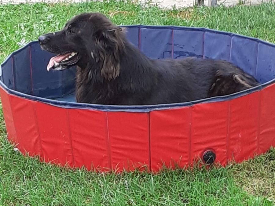 Adotta un cane, taglia media, maschio, Cuneo
