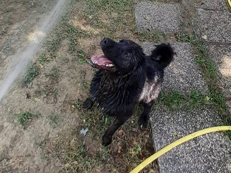 Vuoi adottare un cane a Cuneo?