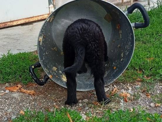 Adotta il cane Sepi a Cuneo