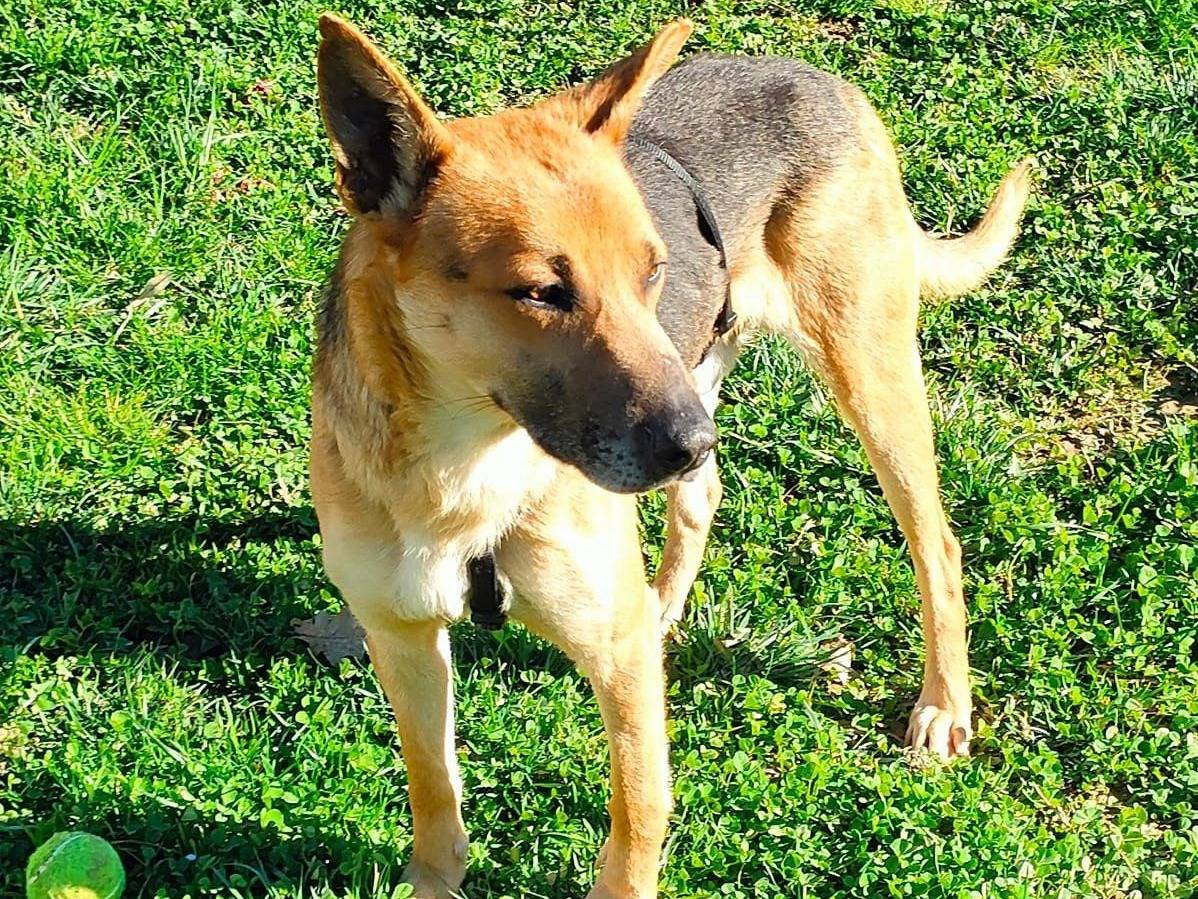 Adozione cane, maschio, Pastore tedesco Razza sconosciuta, 2 anni  e 3 mesi , taglia media, Cuneo