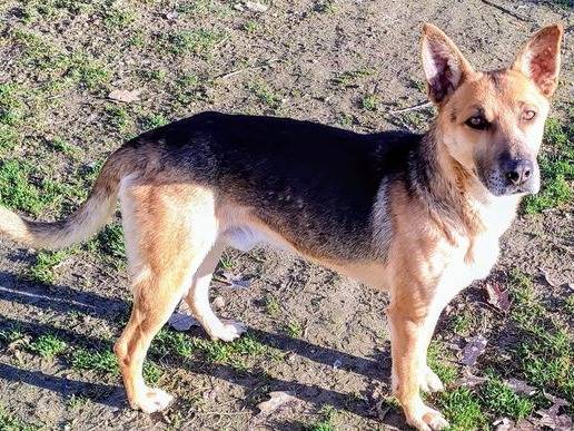 Adotta un cane, maschio, 2 anni  e 3 mesi , Cuneo