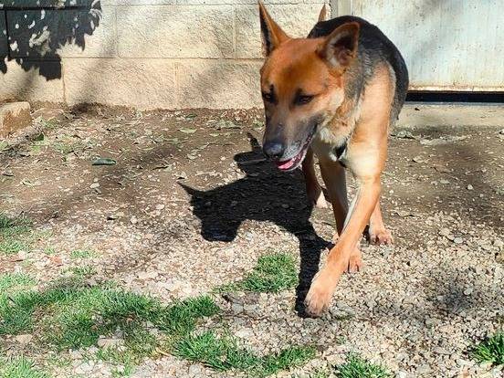 Adotta un cane, taglia media, maschio, Cuneo
