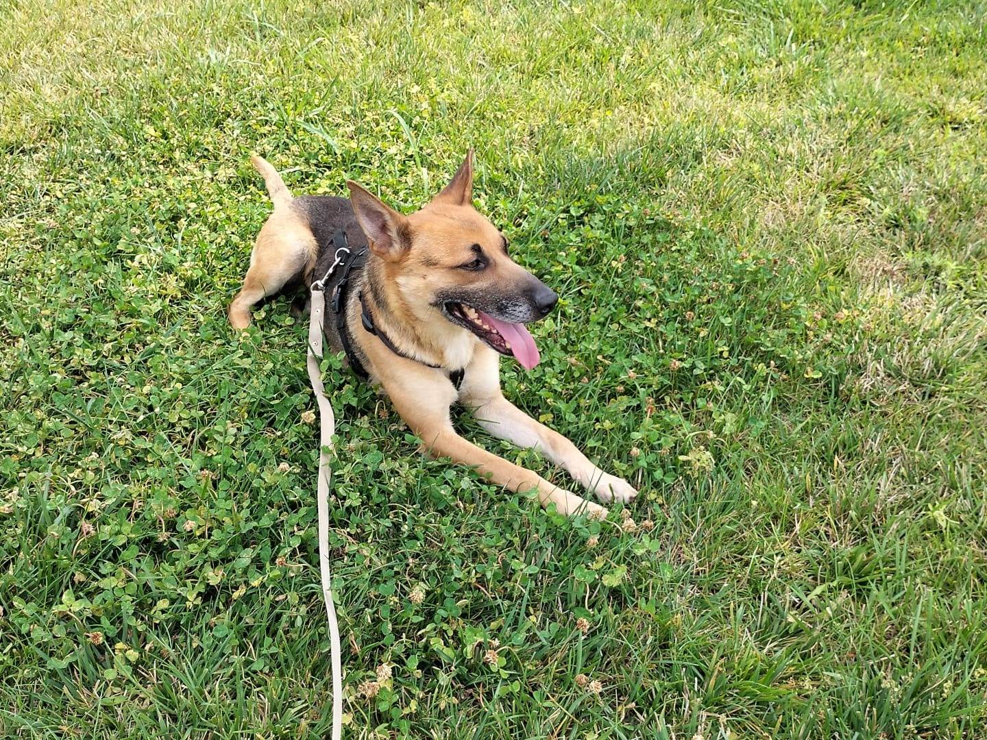Adotta il cane Nath a Cuneo