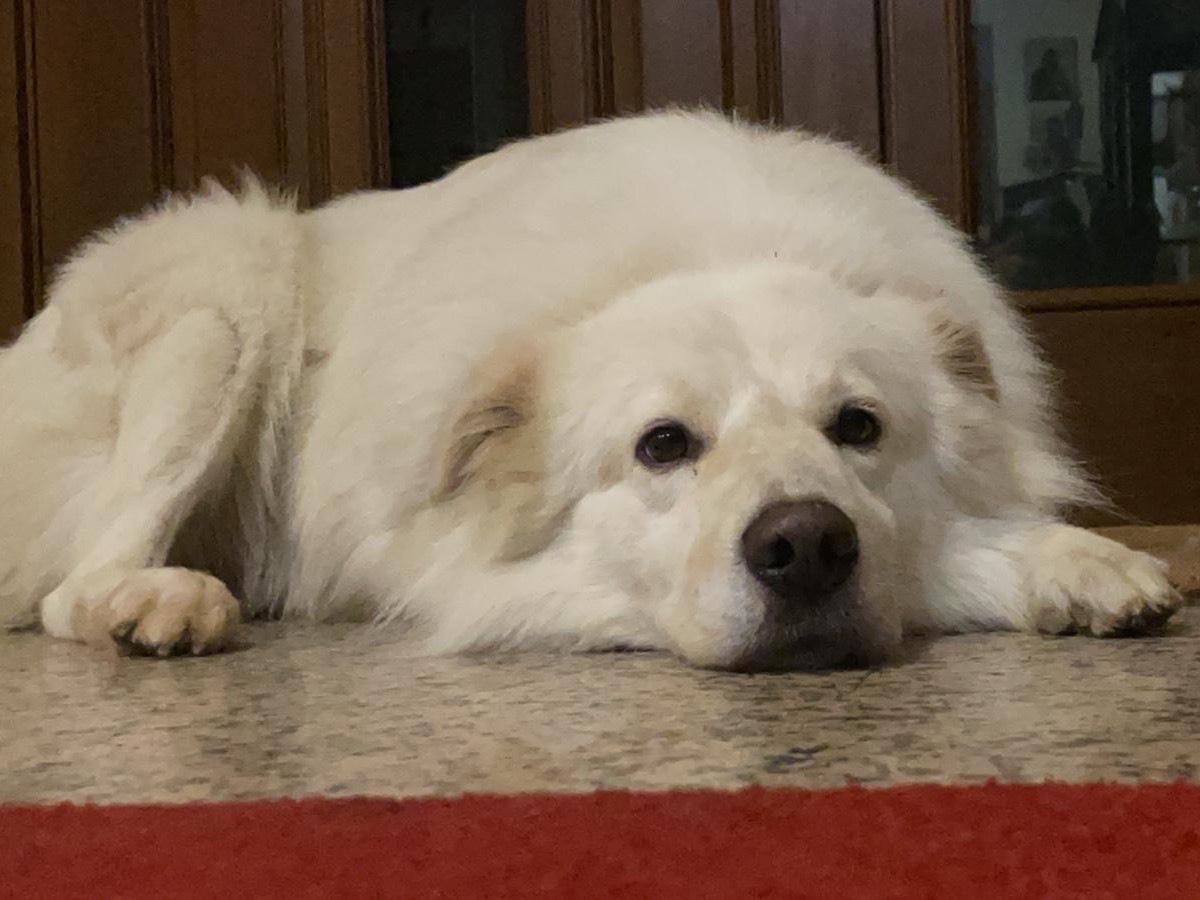 Adotta un cane, maschio, 4 anni  e 9 mesi , Varese