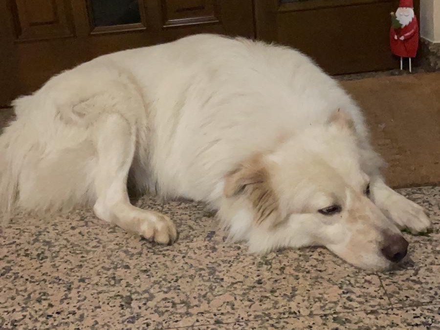 Vuoi adottare un cane a Varese?