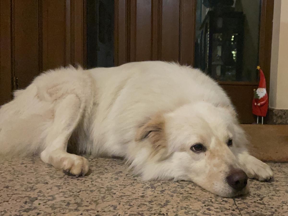 Adotta il cane Max a Varese