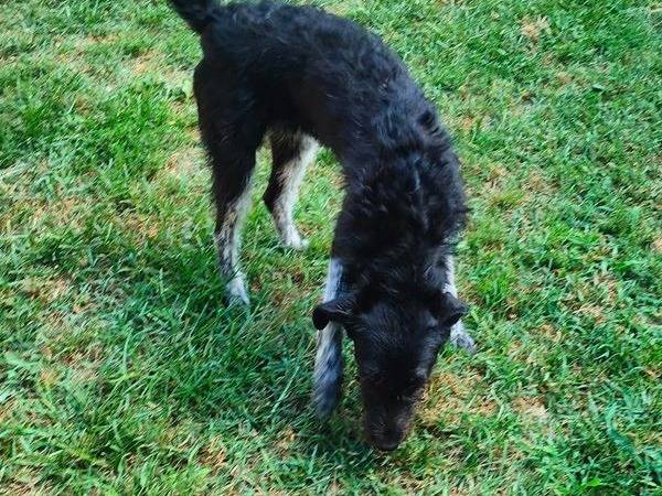 Adotta un cane, femmina, 1 anno e 2 mesi , Cuneo