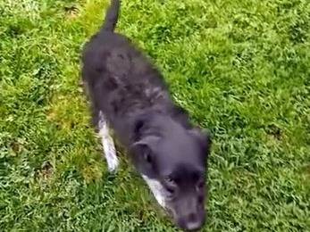 Adotta un cane, taglia piccola, femmina, Cuneo