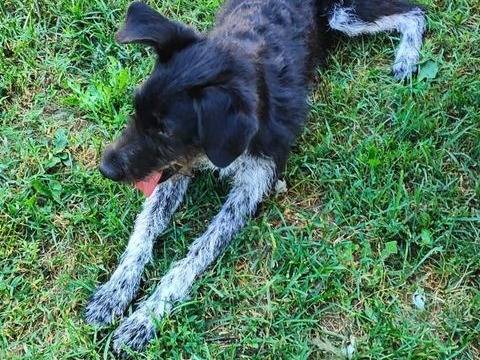 Vuoi adottare un cane a Cuneo?