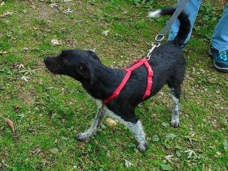 Adotta il cane Emily a Cuneo