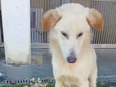 Adotta un cane, maschio, 2 anni  e 6 mesi , Cuneo