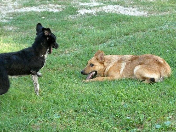 Adotta un cane, taglia media, maschio, Cuneo