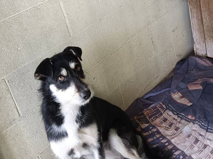 Adotta un cane, femmina, 1 anno e 6 mesi , Cuneo
