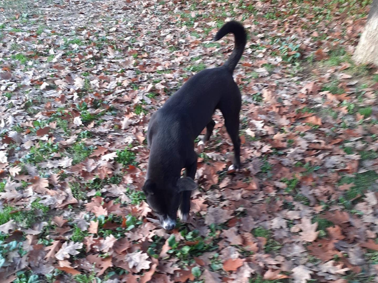 Adotta un cane, maschio, 2 anni  e 5 mesi , Cuneo