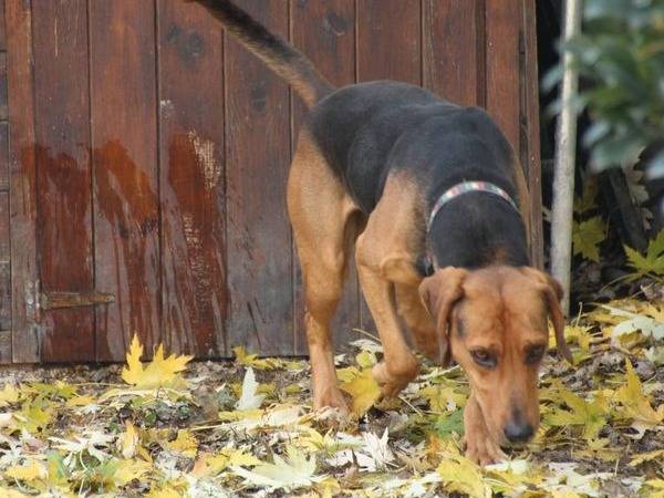 Foto dell'animale