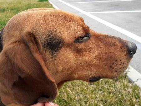 Adotta un cane, maschio, 5 anni , Cuneo