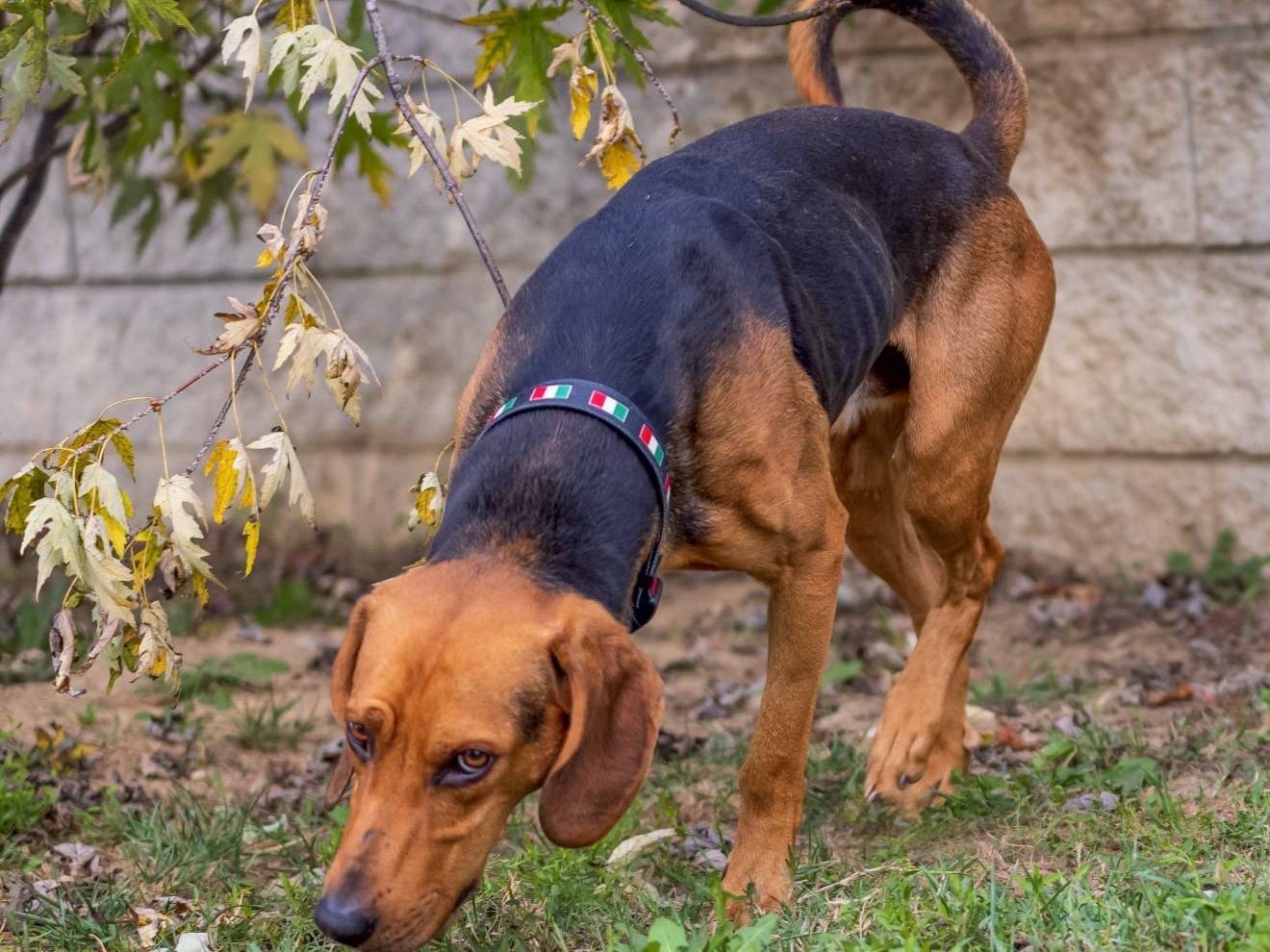Adotta il cane Starsky a Cuneo