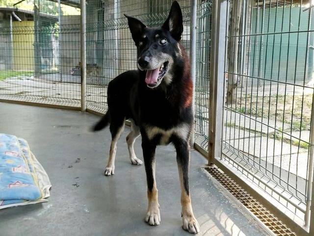 Adotta un cane, maschio, 11 anni  e 7 mesi , Cuneo