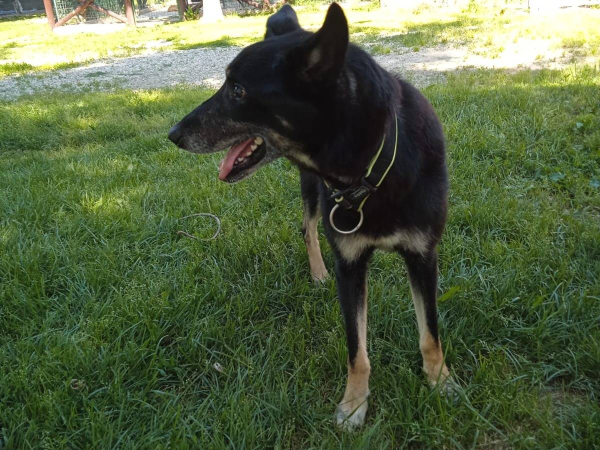 Adotta un cane, taglia media, maschio, Cuneo