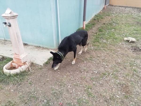 Vuoi adottare un cane a Cuneo?