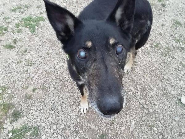Adotta il cane Matisse a Cuneo