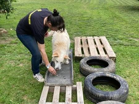 Adotta un cane, taglia grande, maschio, Cuneo