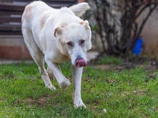 Vuoi adottare un cane a Cuneo?