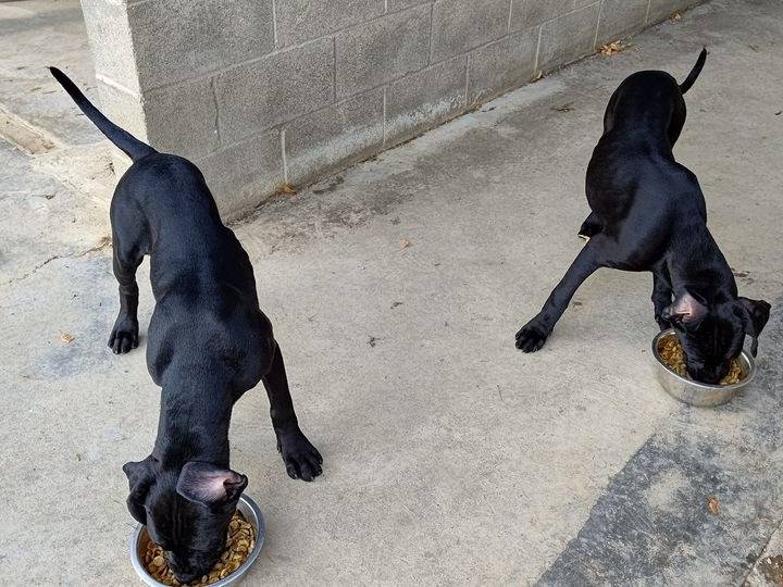 Adozione cane, femmina, Corso Razza sconosciuta, 1 anno e 1 mese, taglia media, Cuneo